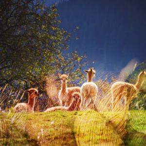 Alpaca